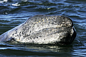 California Gray Whale (Eschrichtius robustus). Magdalena Bay, Baja California