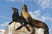 Mother and pup California Sea Lion (Zalophus californianus) in the Gulf of California (Sea of Cortez), Mexico.