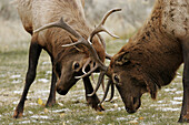 Two adult bull Elk (Cervus elaphus) locking antlers during mating season (rut) in Yellowstone National Park, Wyoming, USA.