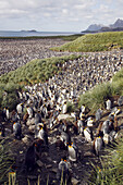 King penguin (Aptenodytes patagonicus) colony of nesting animals numbering between 70,000 and 100,000 nesting pairs on Salisbury Plain on South Georgia Island, South Atlantic Ocean.