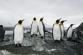 King penguin (Aptenodytes patagonicus) colony of nesting animals numbering about 7,000 nesting pairs at Fortuna Bay on South Georgia Island, South Atlantic Ocean.