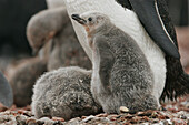 Chinstrap penguins (Pygoscelis antarctica) in their breeding and nesting grounds in and around the Antarctic Peninsula.
