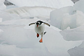 Gentoo penguin (Pygoscelis papua)