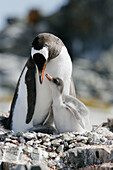 Gentoo Pinguin,  (Pygoscelis papua)