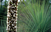 Lower Glenelg National Park, Die Blüte eines Grassbaumes, Xanthorrhoea, Victoria, Australien
