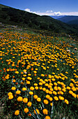 Eine Blumenwiese, Alpine National Park, Alpine Sunrays nahe Mt. Hotham, Victoria, Australien