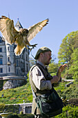 Eine Eule, ein Bengalischer Uhu, Bubo begalensis, landet auf dem Kopf eines Mannes, eines Falkners, Dunrobin Castle, Schloss in Schottland,  Schottland, Großbritannien, MR