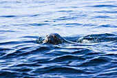 Eine Kegelrobbe, Halichoerus grypus, Robbe schwimmt im Meer, Shetland Islands, Schottland, Großbritannien