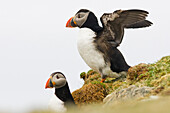 Zwei Vögel, Seevögel, Papageitaucher, Fratercula arctica, Shetland Islands, Schottland, Großbritannien
