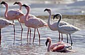 Greater flamingos (Phoenicopterus ruber) and Lesser flamingos (Phoenicopterus minor). Tanzania