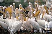 White pelican (Pelecanus sp). Serengeti National Park. Tanzania