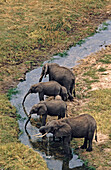 African elephant (Loxodonta africana). Tanzania