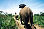 Asiatic elephants (Elephas maximus). Chitwan national park. Nepal