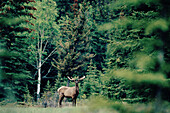 Elk deer (wapiti) (Cervus elaphus). Rocky Mountains. Banff and Jasper National Park. Canada