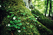 Beechwood (Fagus sylvatica) trunk. Roncesvalles. Pyrenees. Navarra. Spain