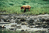 Grizzly bear (Ursus arctos). Pacific ocean coast. British Columbia. Canada