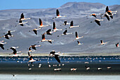 Chilean flamingos (Phoenicopterus chilensis) in flight. Salinas de Aguada blanca Reserve. Peruvian altiplano. Peru