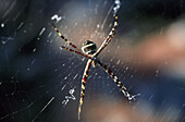 Spider web. Bahoruco. Dominican Republic