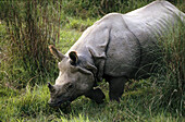 Rhinoceros. Chitwan National Park. Nepal