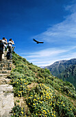 Condor (Vultur gryphus). Colca valley. Peru