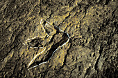 Fossilized tracks of dinosaurs. La Cuesta de Andorra site. La Rioja. Spain