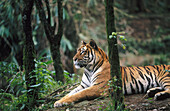 Tiger (Panthera tigris). Fauna reserve. Java. Indonesia