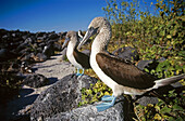 Blue-footed boobies (Sula nebouxii). Galapagos Islands. Ecuador