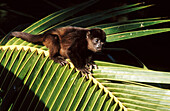 Monkey. Coiba Island National Park. Coiba Island. Panama