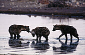 Spotted hyenas (Crocuta crocuta). Etosha National Park. Namibia