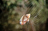 Fish trapped in a fishing net . Amazon river basin. Amazonia. Peru