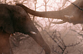 Elephants (Loxodonta africana). Namibia