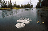 Grizzly bear tracks painted on the road. Seward. Kenai peninsula. Alaska. USA