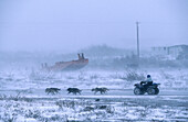 Sleigh. Nome. Seward peninsula. Alaska. USA