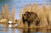 Grizzly bear (Ursus arctos) and gull. Katmai National Park. Alaska. USA