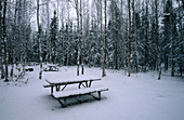 Bench at Denali National Park. Alaska