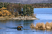 Grizzly bear (Ursus arctos). Katmai National Park. Alaska. USA