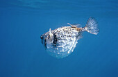 Balloon fish. Belize Coral Reef. Mexico. Belize