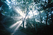 Mayan Biosphere Reserve. Yucatan Peninsula. Guatemala