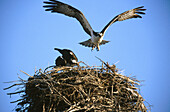 Osprey (Pandion haliaetus) nest. Vizcaino Peninsula. Baja California. Mexico
