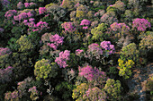 Amazon rainforest flowering. Moxos plains. Amazonia. Bolivia