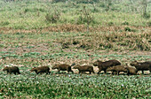 Capybaras (Hydrochaeris hydrochaeris). Amazon basin, Amazonia, Bolivia
