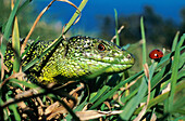Green lizard (Lacerta viridis). Urdaibai estuary. Vizcaya. Spain
