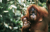 Orangutan (Pongo pygmaeus) with young. Gunung Leuser National Park. Sumatra. Indonesia