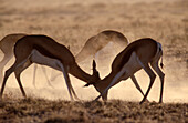 Springboks (Antidorcas marsupialis) fighting. Namib Desert. Namibia
