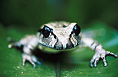 Great barred frog (Mixophyes fleayi). Queensland forests. Australia