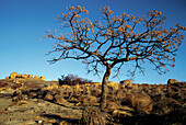 Savanna. Matopos National Park. Zimbabwe