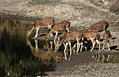 Bandhavgarh National Park. Madhya Pradesh, India