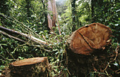 Korup National Park. Cameroon