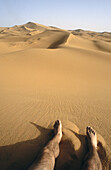 Sahara desert.