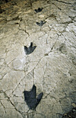 Dinosaur footprints. La Rioja, Spain